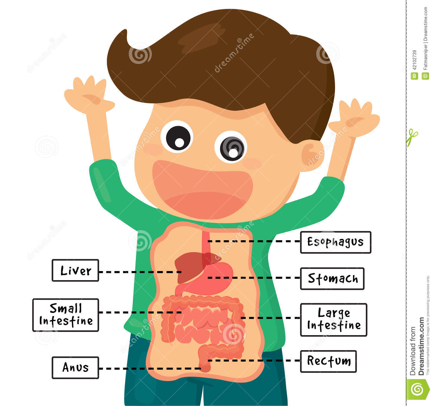 Child digestive system